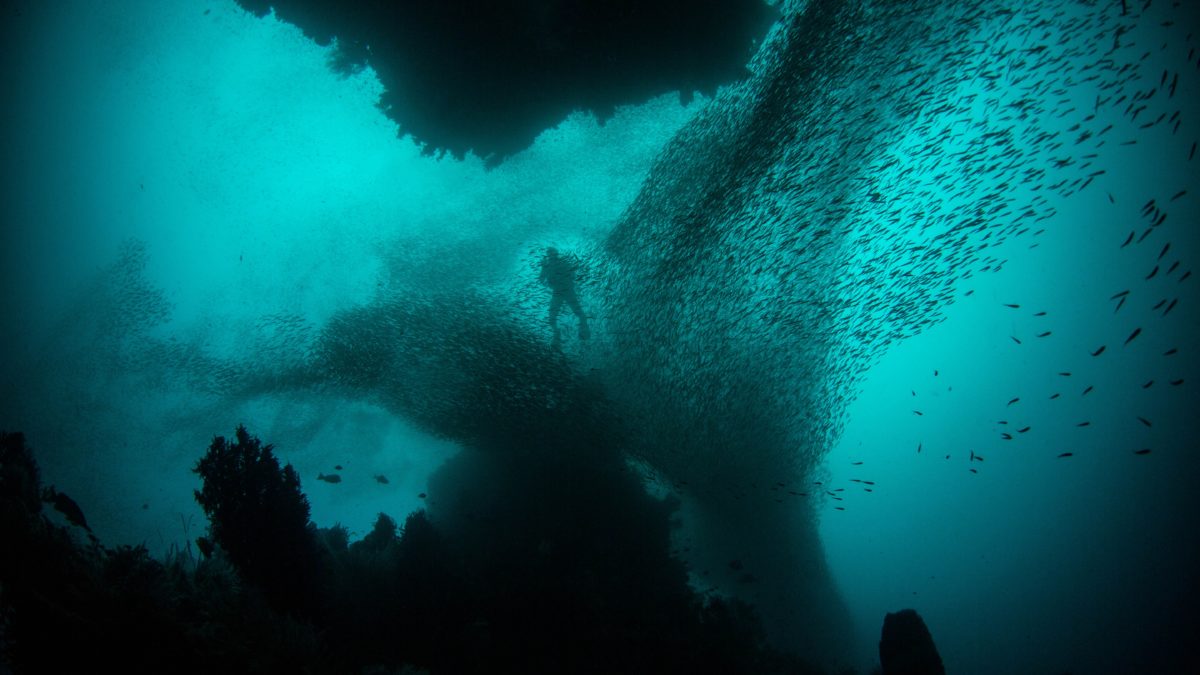 Photo of a person diving under waterwater with fish